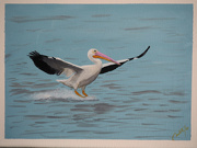 8th Jun 2021 - pelican landing