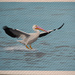 pelican landing by summerfield