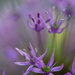 Allium Flowers by pdulis