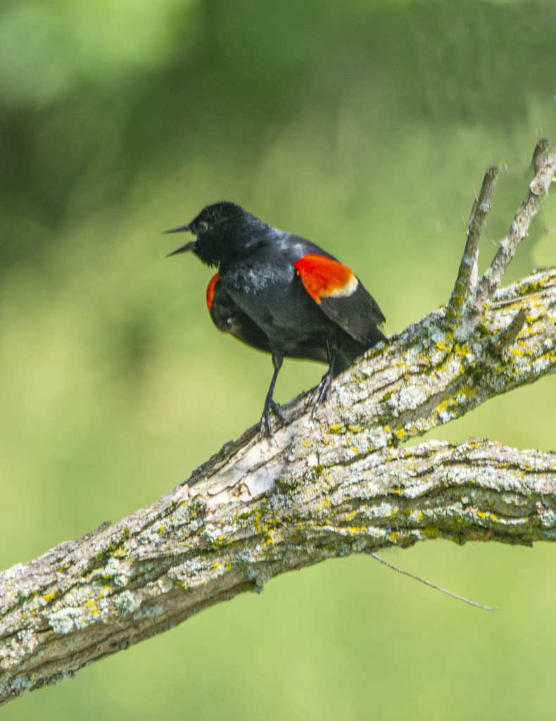 Noisy Blackbird by cwbill