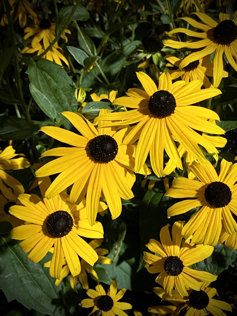 Brown Eyed Susans by calm