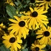 Brown Eyed Susans by calm