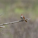 Song Sparrow Singing by nicoleweg