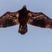 Young Bald Eagle Flyover! by rickster549