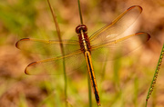 8th Jun 2021 - Dragonfly on the Grass, Again!