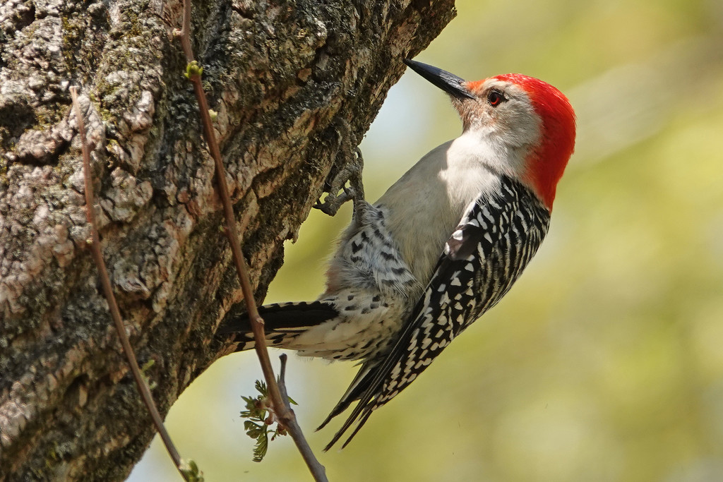 Red-bellied woodpecker by annepann