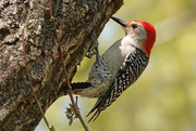 14th May 2021 - Red-bellied woodpecker