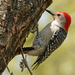 Red-bellied woodpecker by annepann