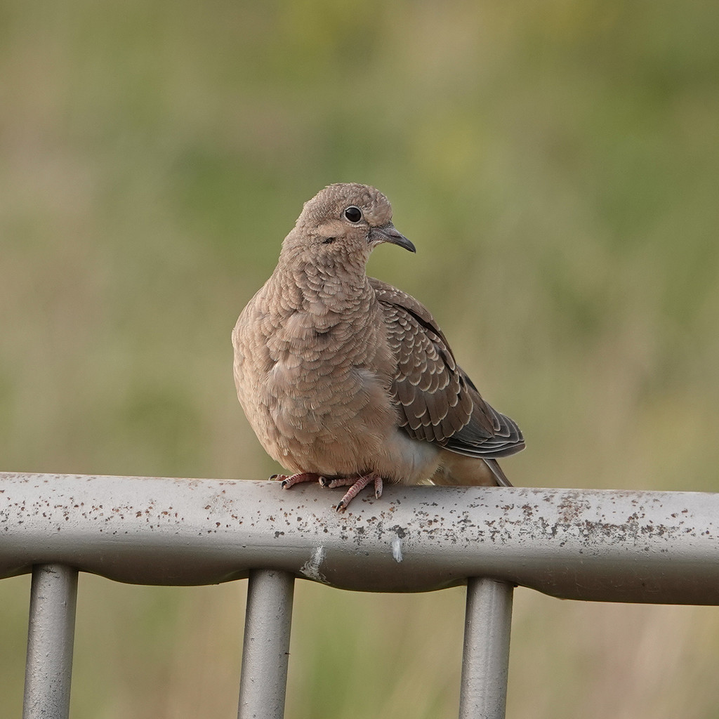Juvenile Mourning Dove by annepann