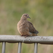 17th May 2021 - Juvenile Mourning Dove