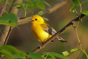 21st May 2021 - Prothonatary Warbler