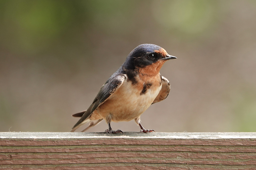 Barn Swallow by annepann