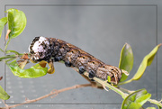 9th Jun 2021 - Death's Head Hawkmoth caterpillar