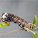 Death's Head Hawkmoth caterpillar by ludwigsdiana