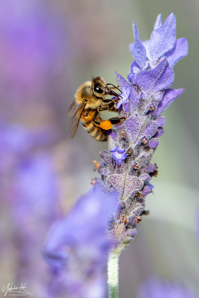 Honey bee by yorkshirekiwi
