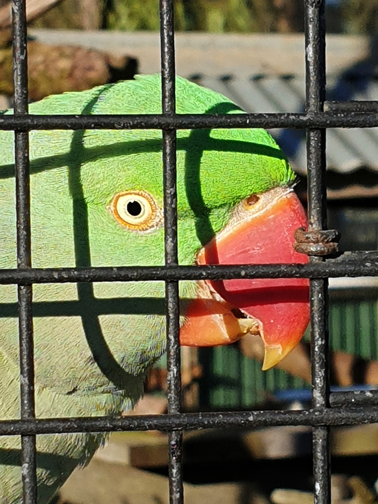 Alexandrine Parrot  by onewing