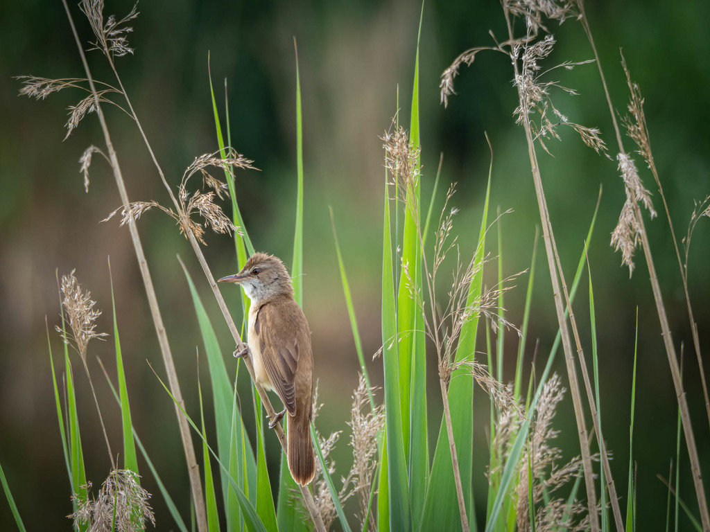 The great reed warbler by haskar
