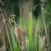 The great reed warbler by haskar