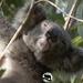 Jesse  by koalagardens