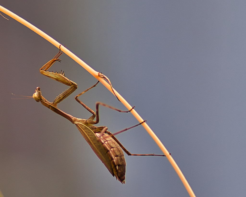 Why are some preying mantis brown? by suez1e