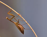 7th Jun 2021 - Why are some preying mantis brown?