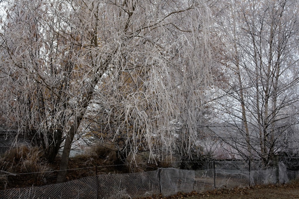 Hoar frost in Twizel by kiwinanna
