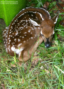 21st May 2021 - Fawn...