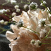Carnation and gypsophila... by marlboromaam
