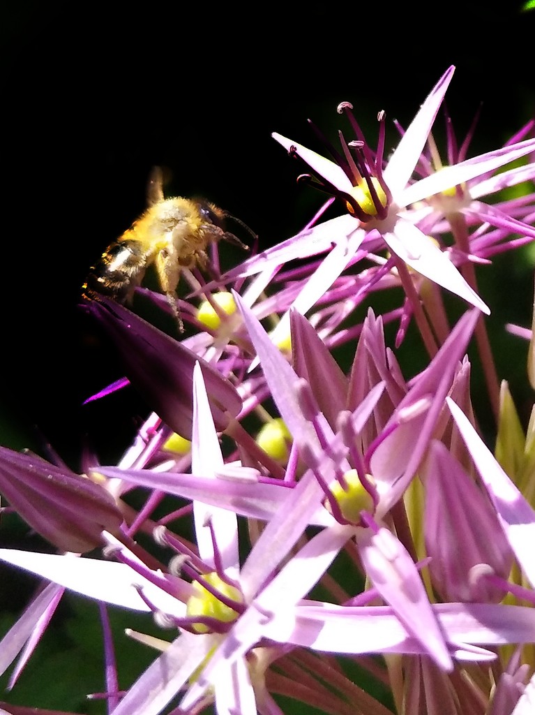 Star Pollinator by 30pics4jackiesdiamond