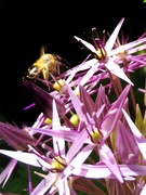9th Jun 2021 - Star Pollinator