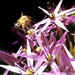 Star Pollinator by 30pics4jackiesdiamond