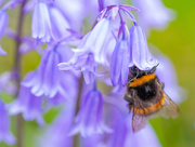 9th Jun 2021 - Pollen Gatherer