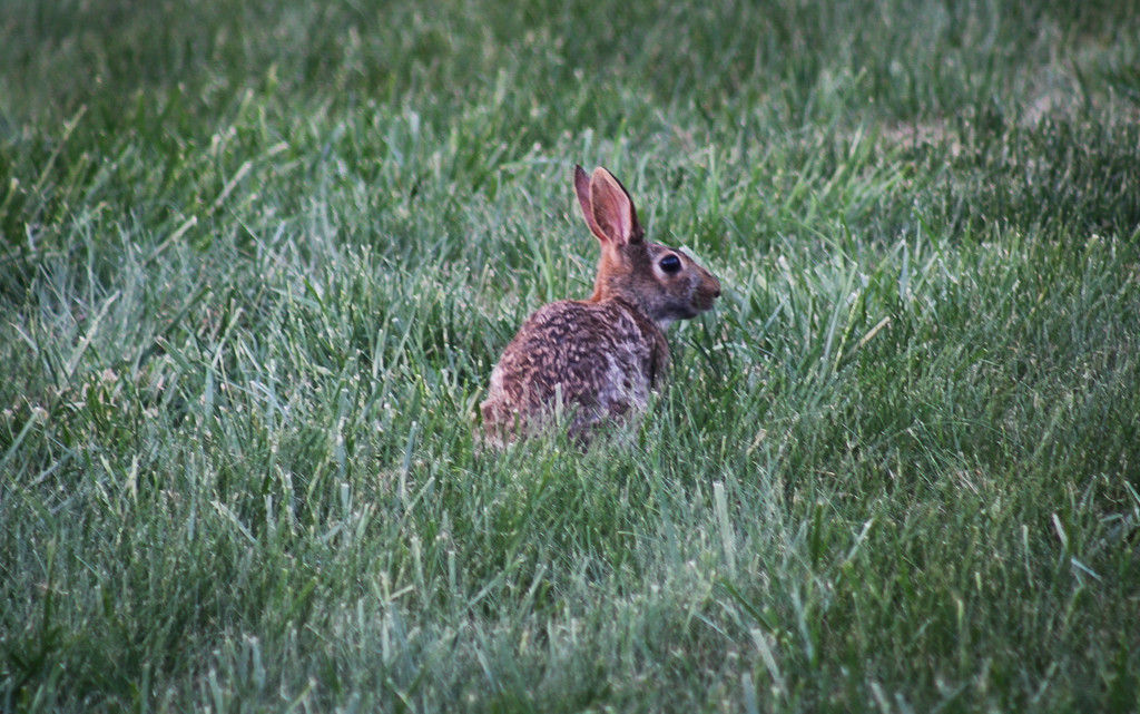 I see a bunny in my yard by mittens