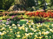 9th Jun 2021 - 6-9-21 rose garden
