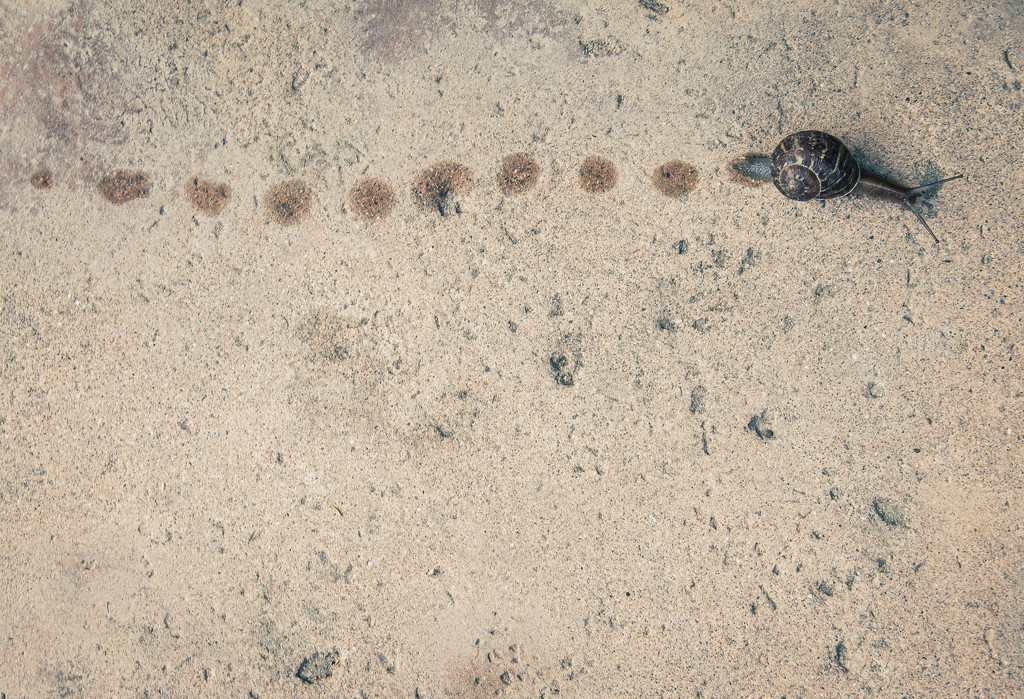 Snail Tracks by cjphoto