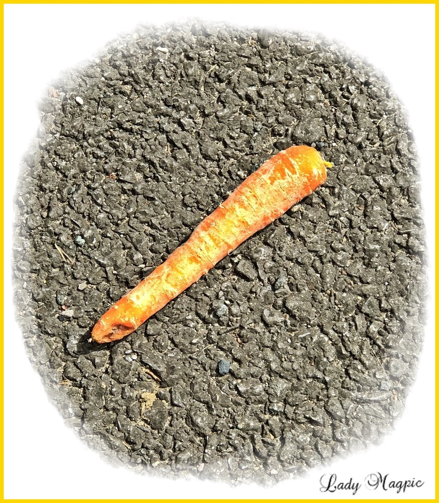 Has anyone Lost a Carrot? by ladymagpie