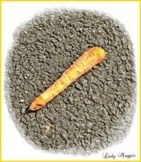 9th Jun 2021 - Has anyone Lost a Carrot?