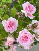 9th Jun 2021 - Pink Roses