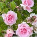 Pink Roses by thedarkroom