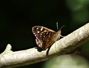 8th Jun 2021 - Speckled Wood