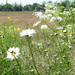 Wild flowers in polder by marijbar