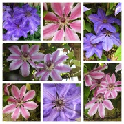 7th Jun 2021 - My Two Favourite Clematis