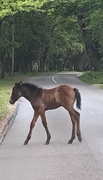 7th Jun 2021 - Foal time.....time for road safety lessons