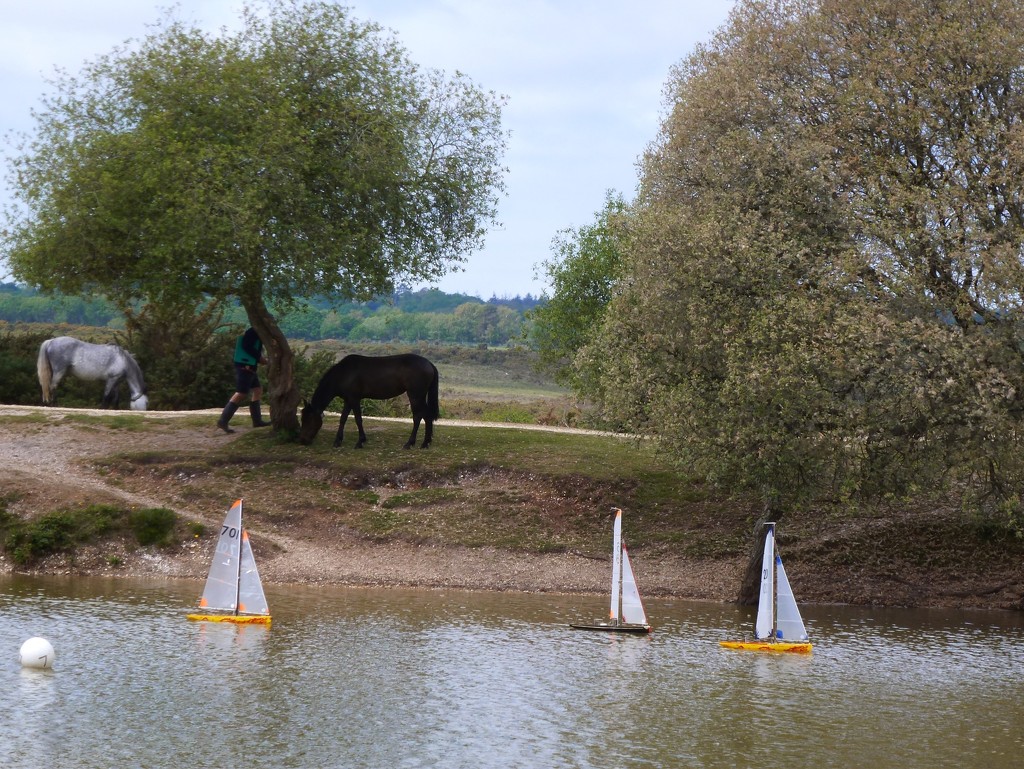 Boating in the New Forest by yorkshirelady