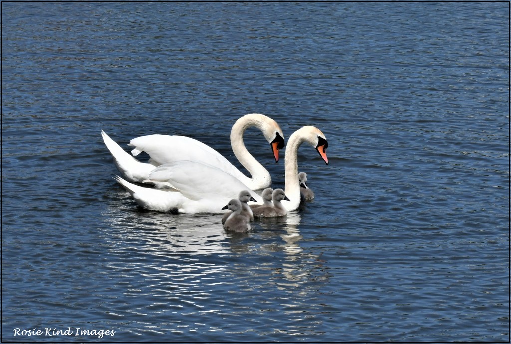 The swan family by rosiekind