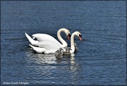 9th Jun 2021 - The swan family
