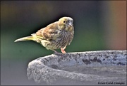 9th Jun 2021 - Young greenfinch