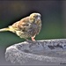 Young greenfinch by rosiekind
