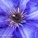 clematis by nigelrogers
