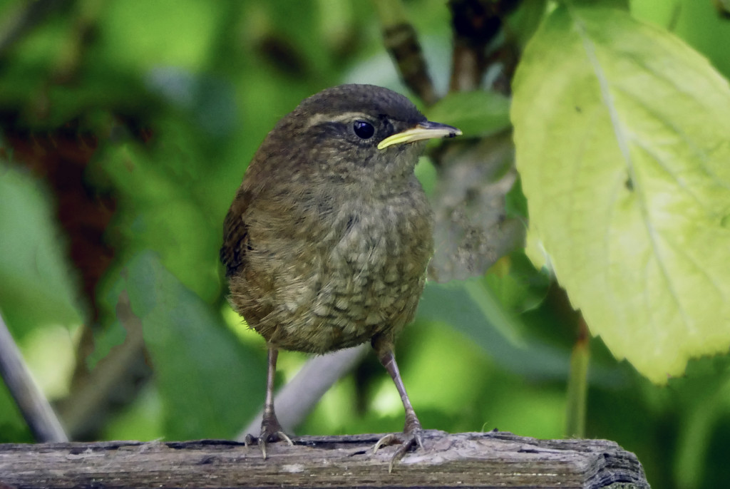 Young Wren. by tonygig
